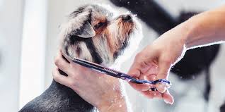 Pet-Care-Services