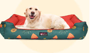 Pet-Care-Services
