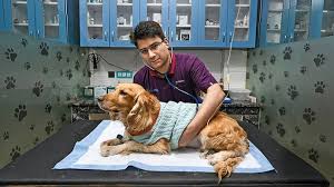 Pet-Care-Services