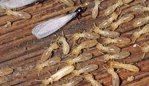 Termite-Control-Service